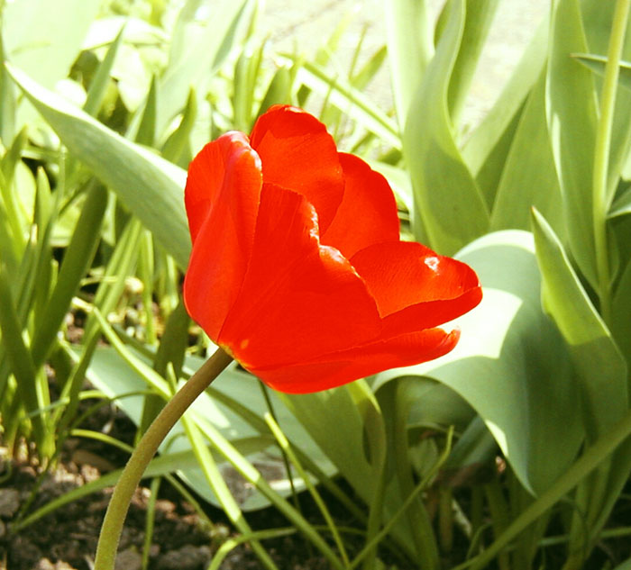 Tulipán